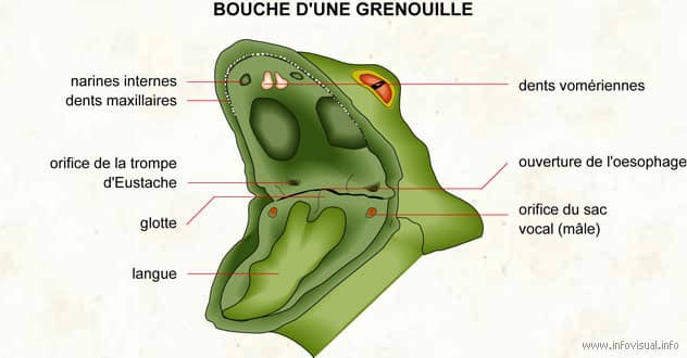 Schéma d'une bouche de grenouille où l'on voit deux petites dents sur le haut de la bouche